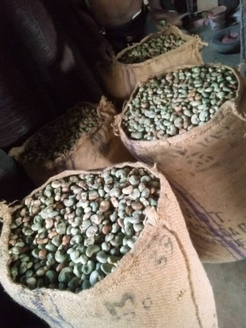 Processed cashew kernels - W320 grade