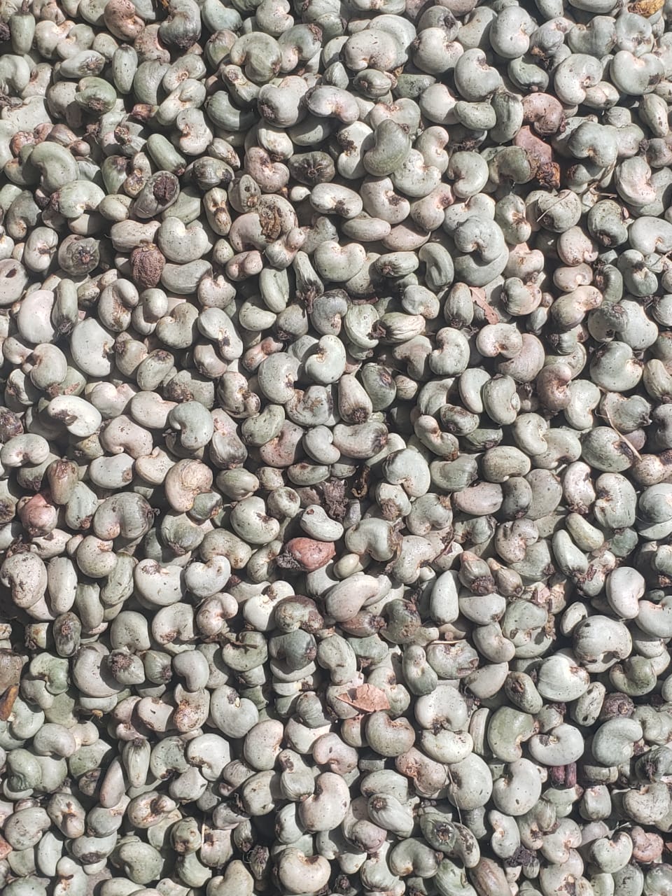 Raw Cashew Nuts (RCN)