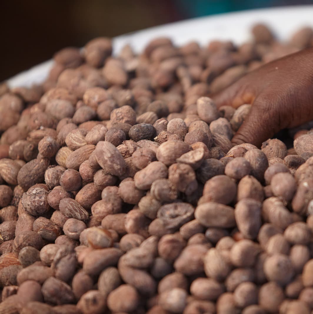 Shea Nuts
